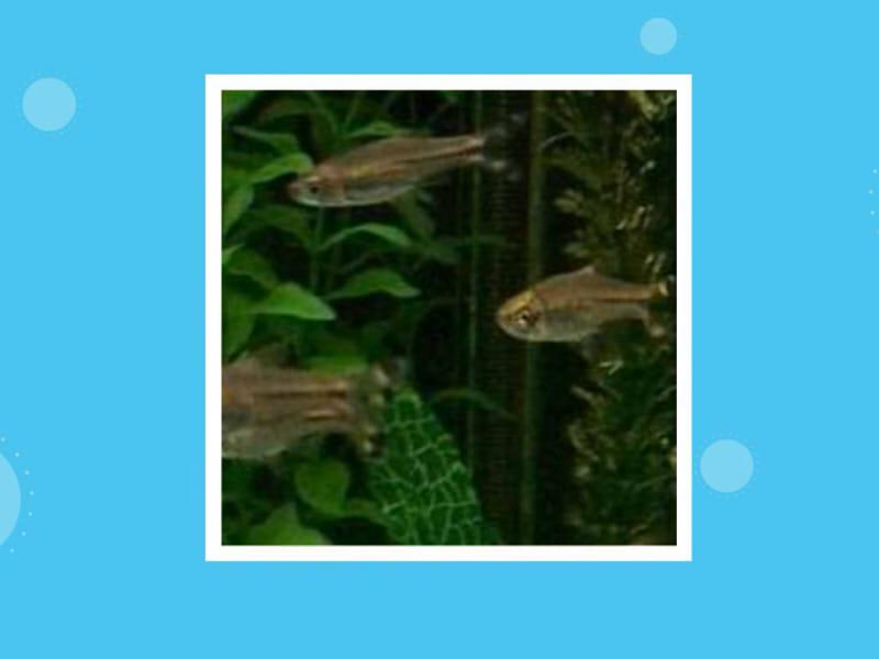 原来三线波鱼长这样