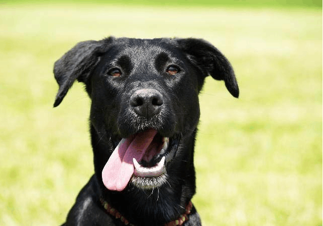纯黑狗