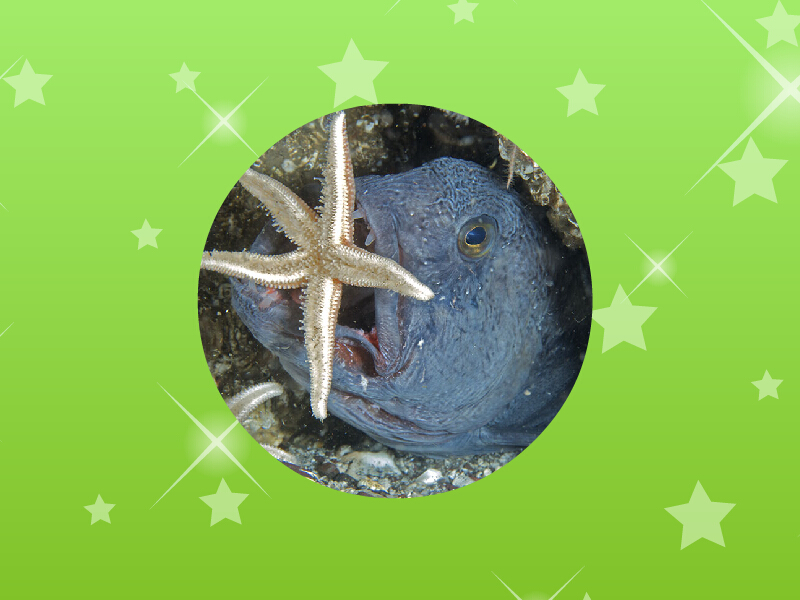 狼鱼:鲈形目狼鳚科动物