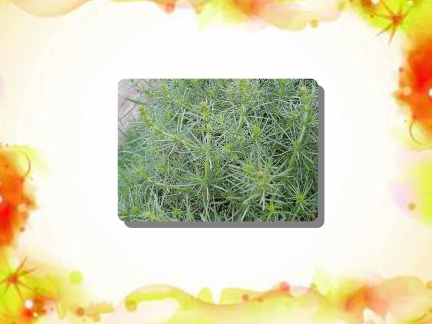 原来密枝猪毛菜长这样