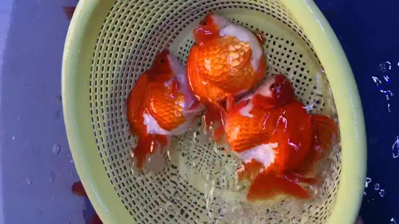 朋友刚买的鎏金金鱼,头尖,各鳍发达,四开大尾,不知道好养活吗