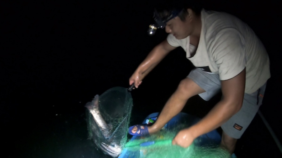 20米高网首次下水,大货一条接一条,一条网收获9条大雄鱼