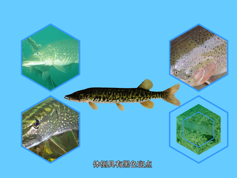 黑斑狗鱼:本种为高纬度寒冷地区水域的特产鱼类