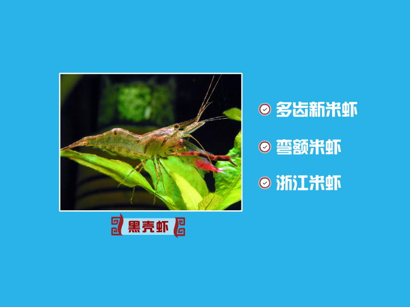 黑壳虾:黑壳虾是对产自中国的各种匙指虾科