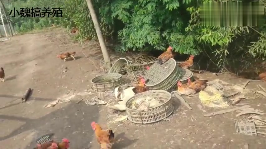 小魏养殖,今晚开始卖鸡了,市场行情变化太快,下午价格涨起来了