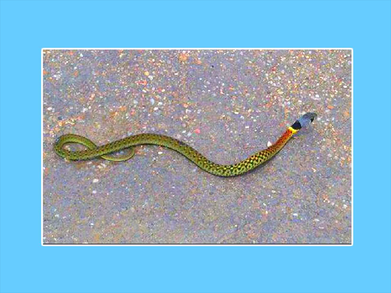 原来红脖颈槽蛇长这样