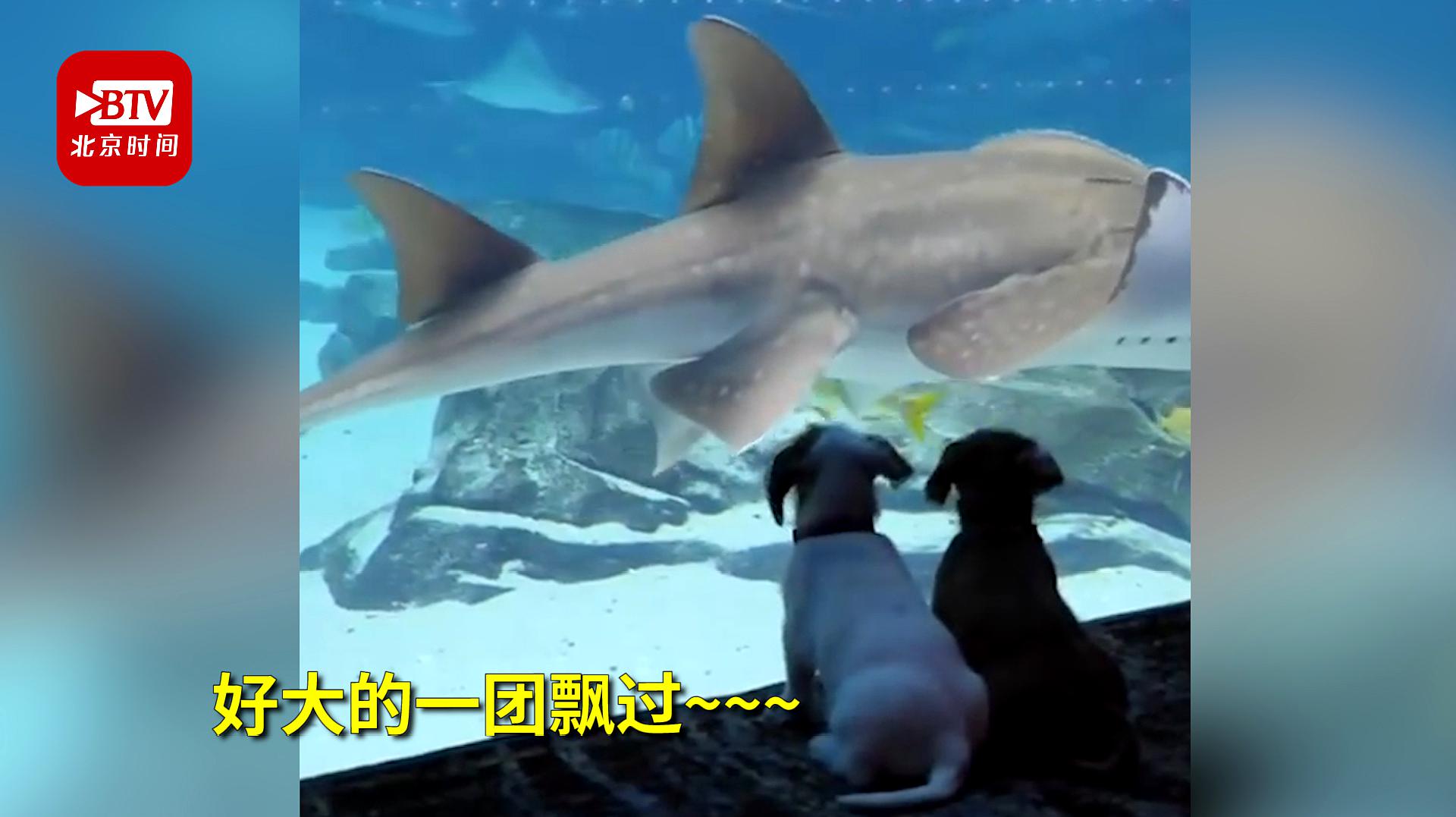 [图]乔治亚水族馆因疫情关闭 小狗撒欢赏鱼“独享”风景