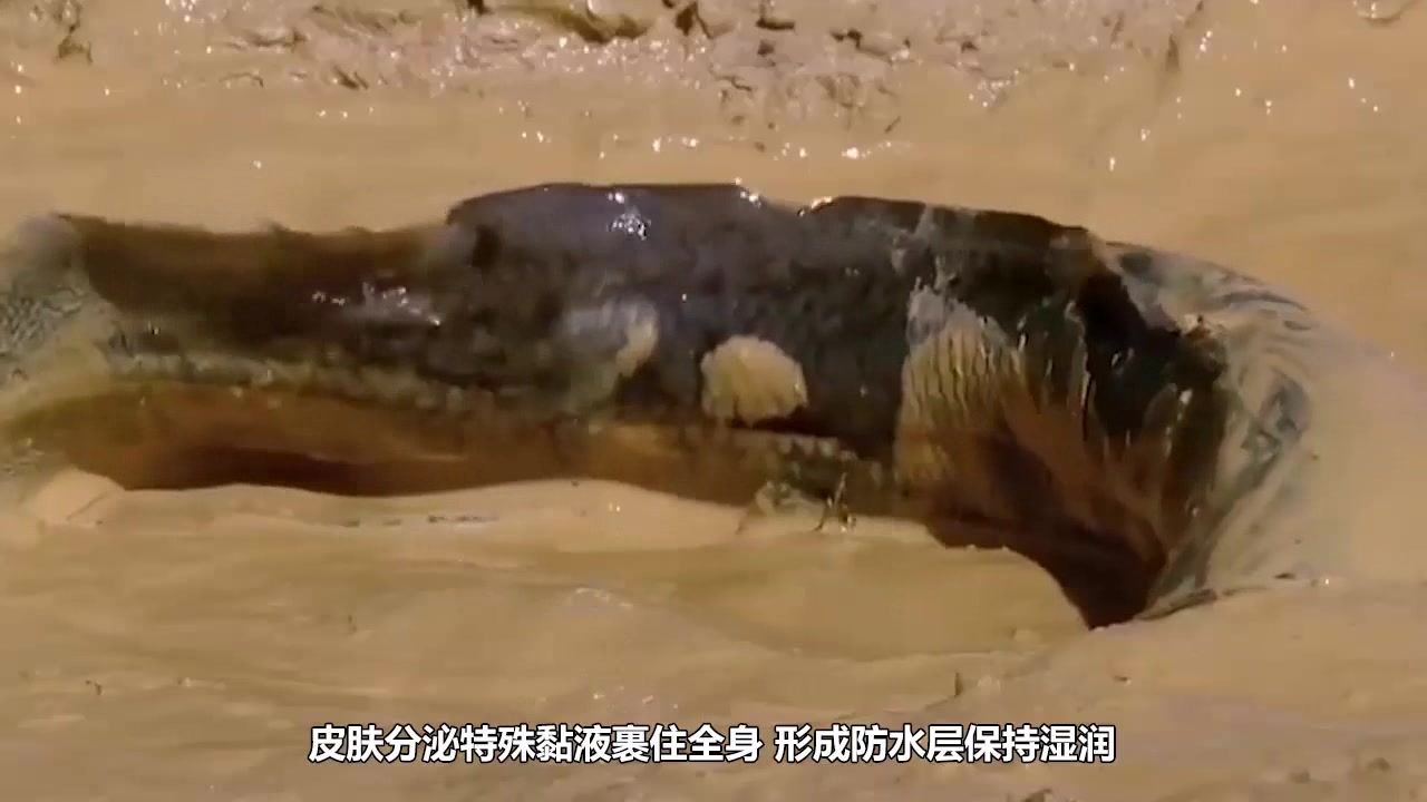 这种鱼在42℃沙漠下,没水还能存活5年,唯独怕黑人!