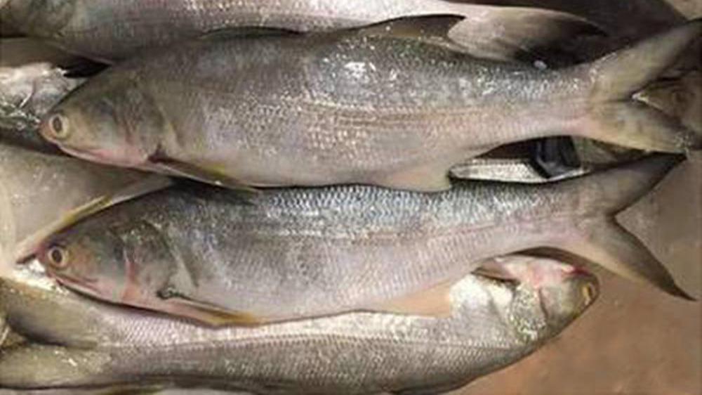 一分钟了解马友鱼