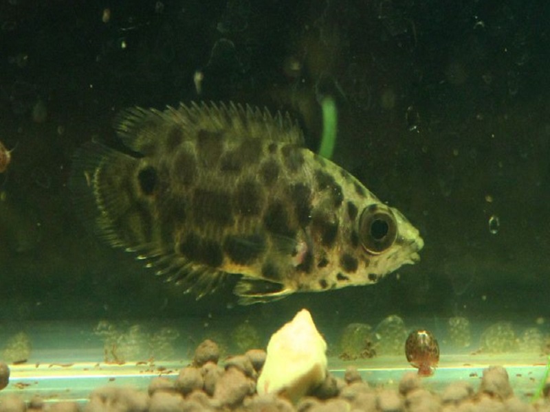 斑点攀鲈:属于鲈形目、攀鲈亚目、攀鲈科、小点非洲攀鲈的一种鱼