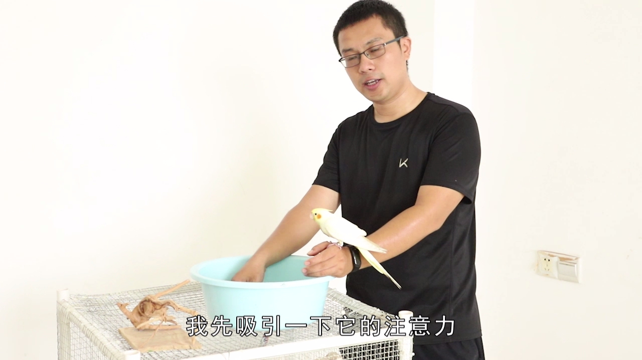想让玄凤鹦鹉自己学会洗澡,小黄鸡的反映让我想到了我小时候