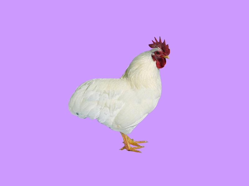 白洛克鸡白羽肉鸡母系