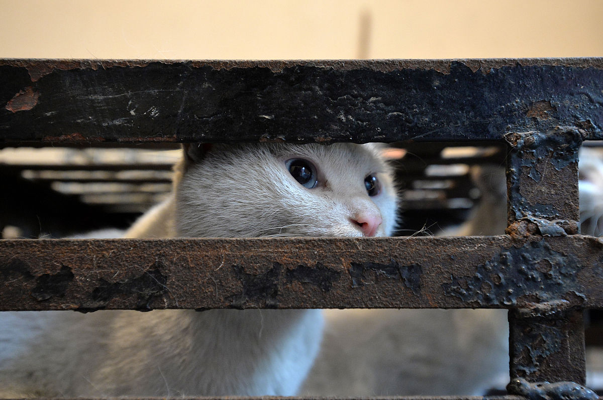 四川省技能人才评价保卫管理员职位申请 - 多年公安实战经验警务技能教师