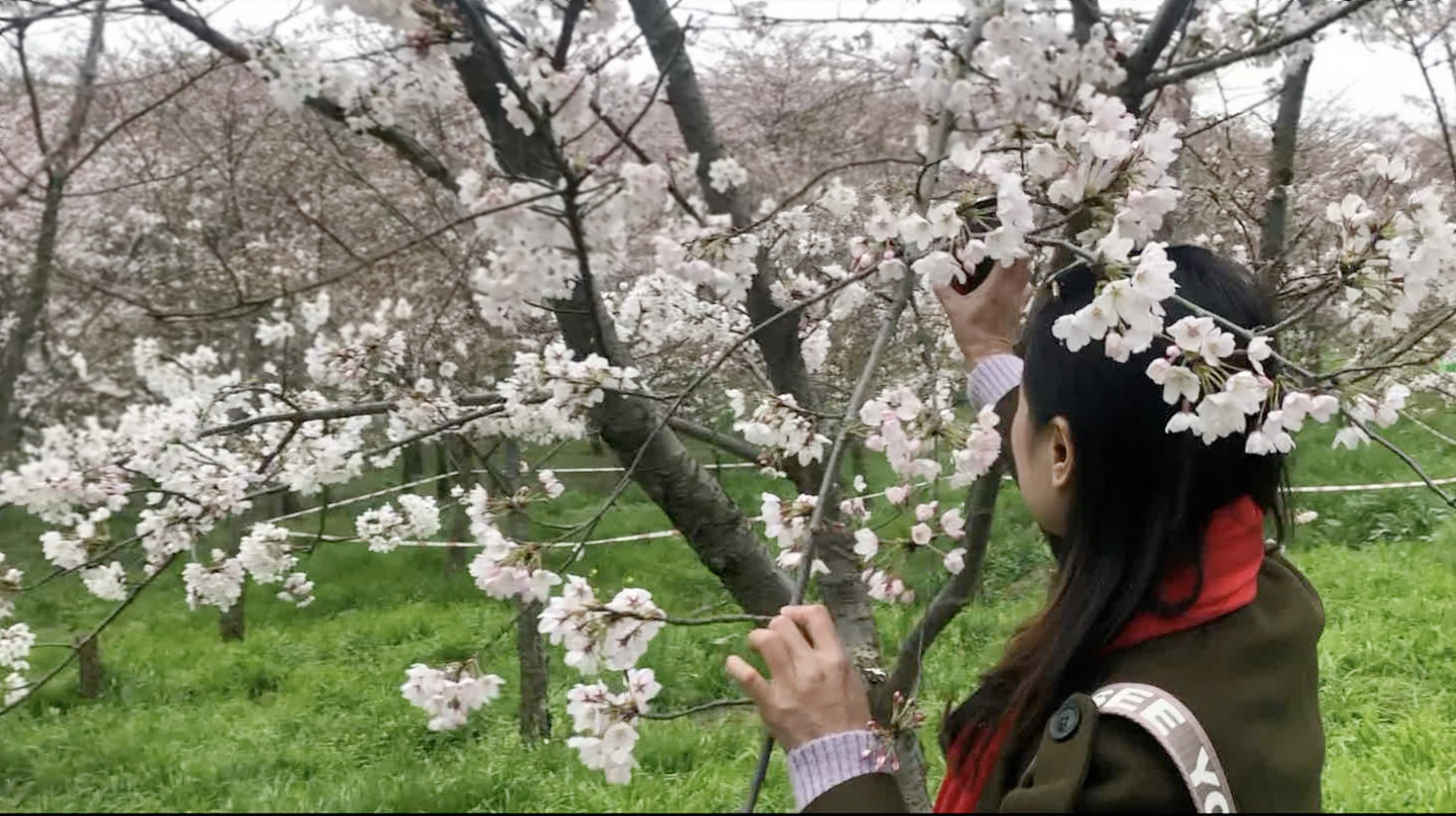 [图]美丽中国——多彩贵州浪漫樱花季