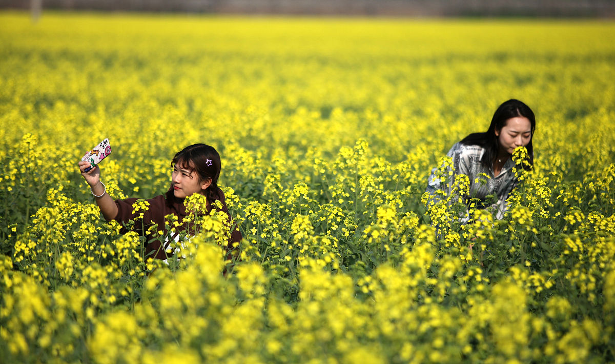 帮我写一首关于油菜花的古诗第一列出现郑梦琦的名字