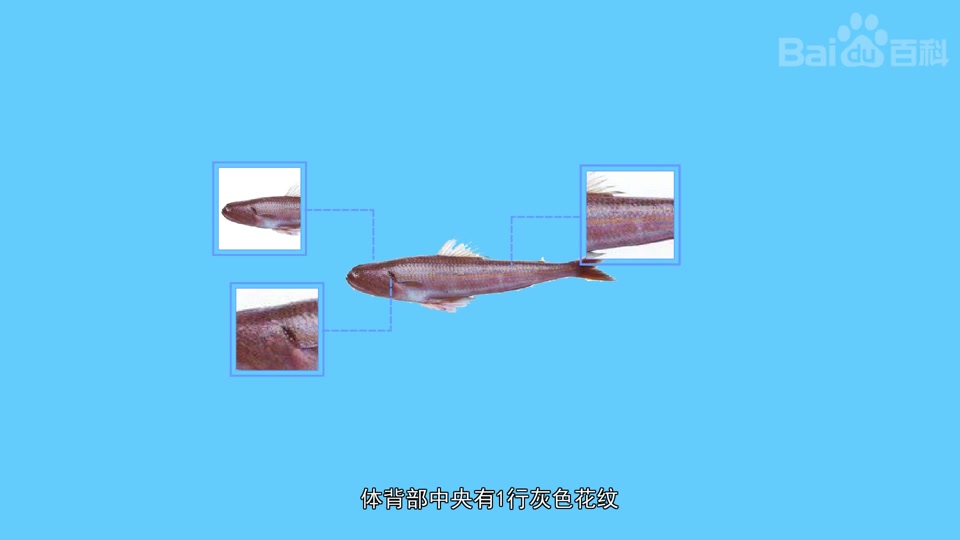 大头狗母鱼