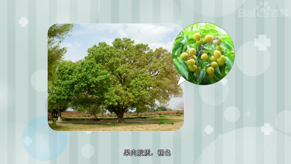 星月菩提子