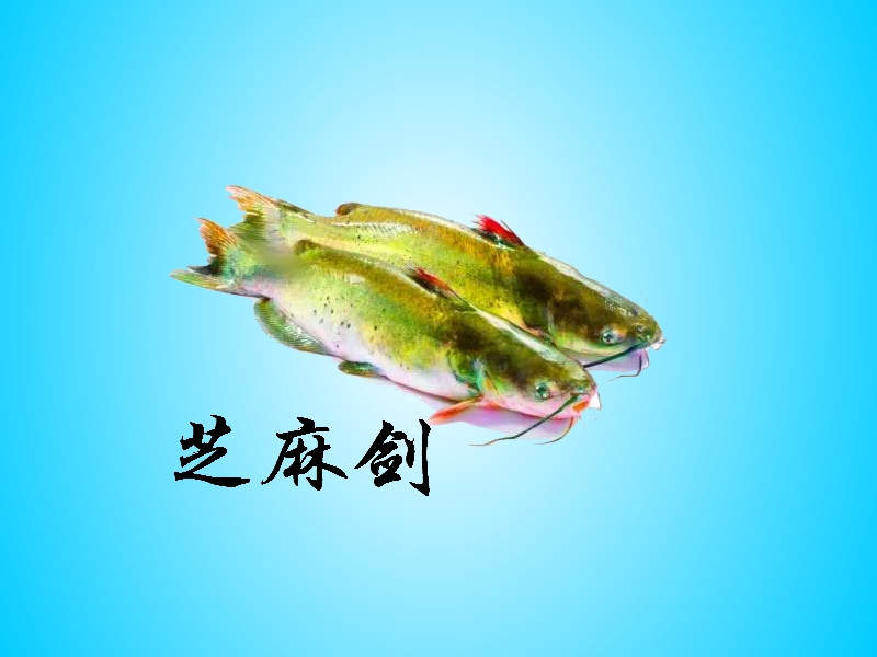 芝麻剑:极其珍贵的淡水鱼