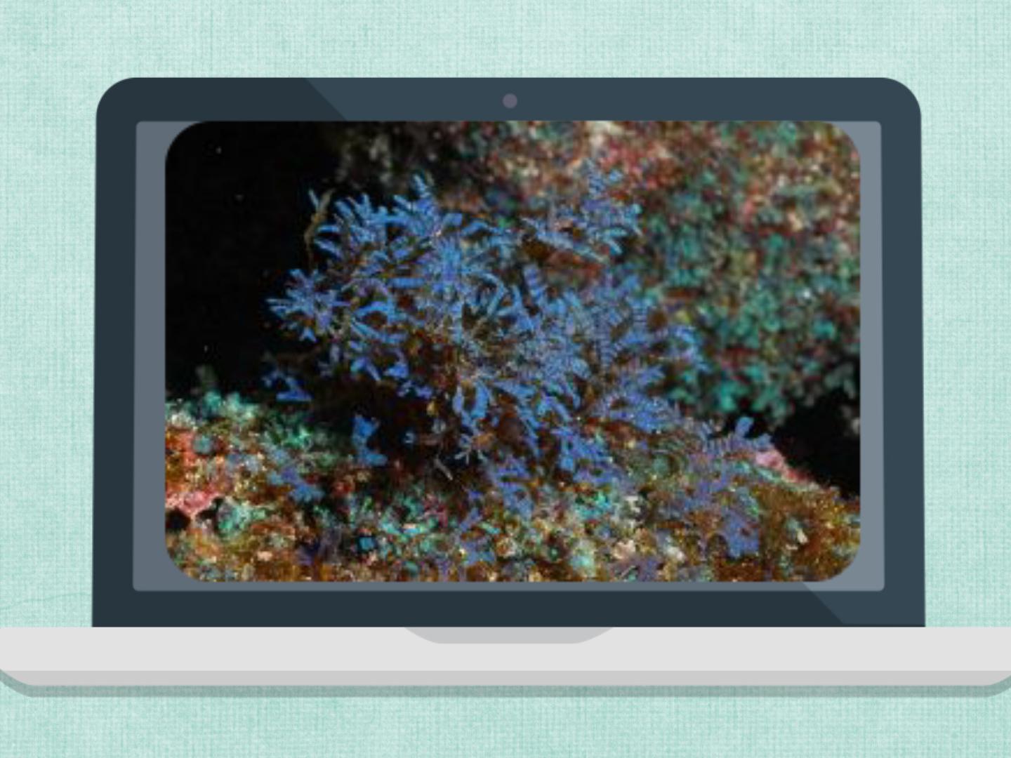 原来长柄串珠藻长这样