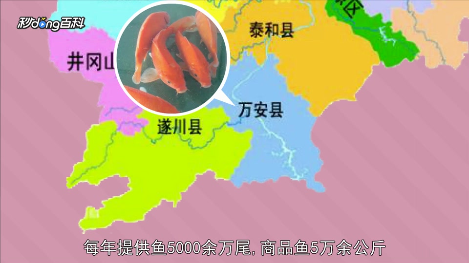 原来玻璃红鲤鱼长这样