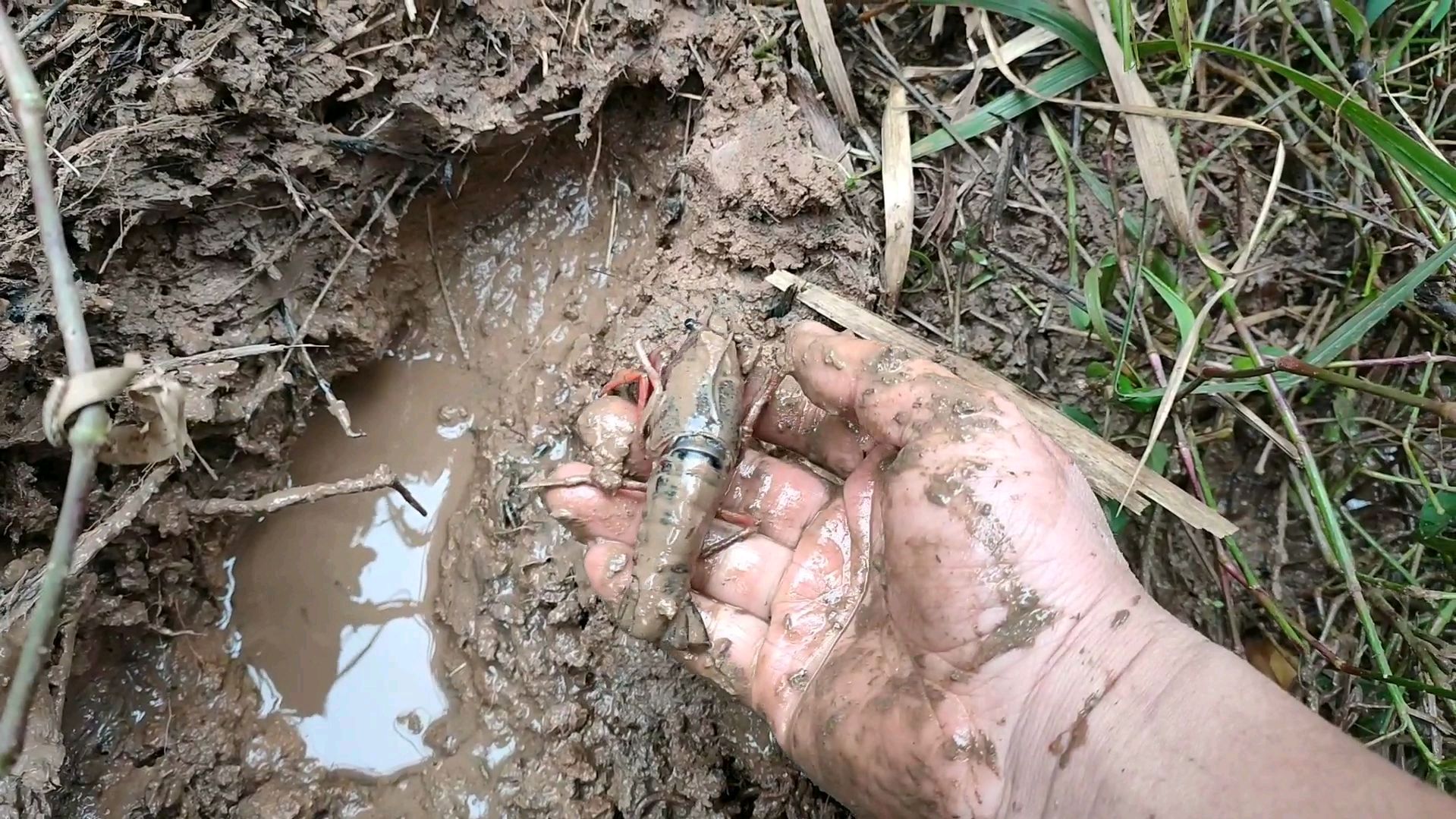 在冬眠过程中小龙虾的死亡几率有多大?野生的小龙虾几率大的多