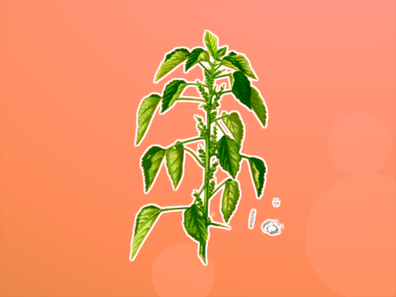 原来热带铁苋菜长这样