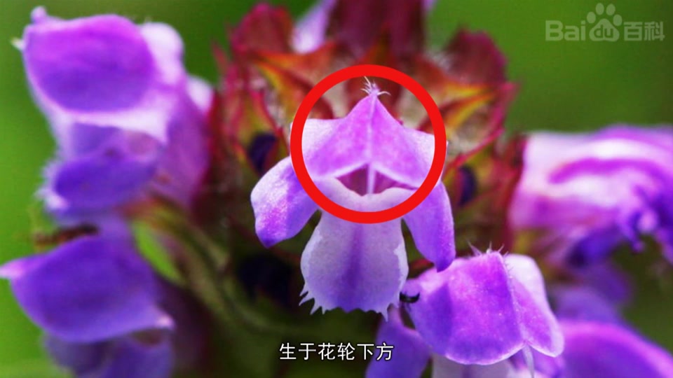 白毛夏枯草