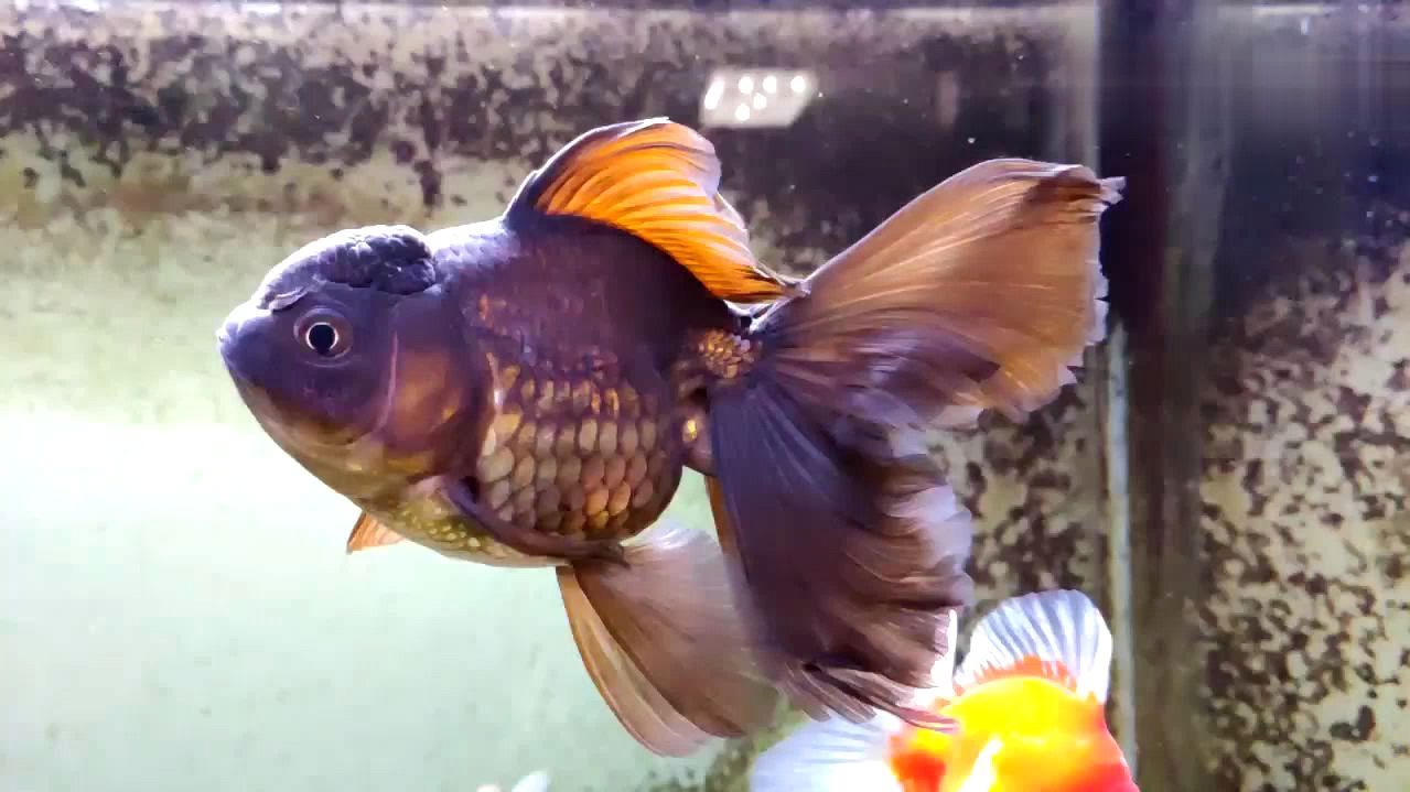 金鱼也能如此唯美,你爱上养鱼了吗?