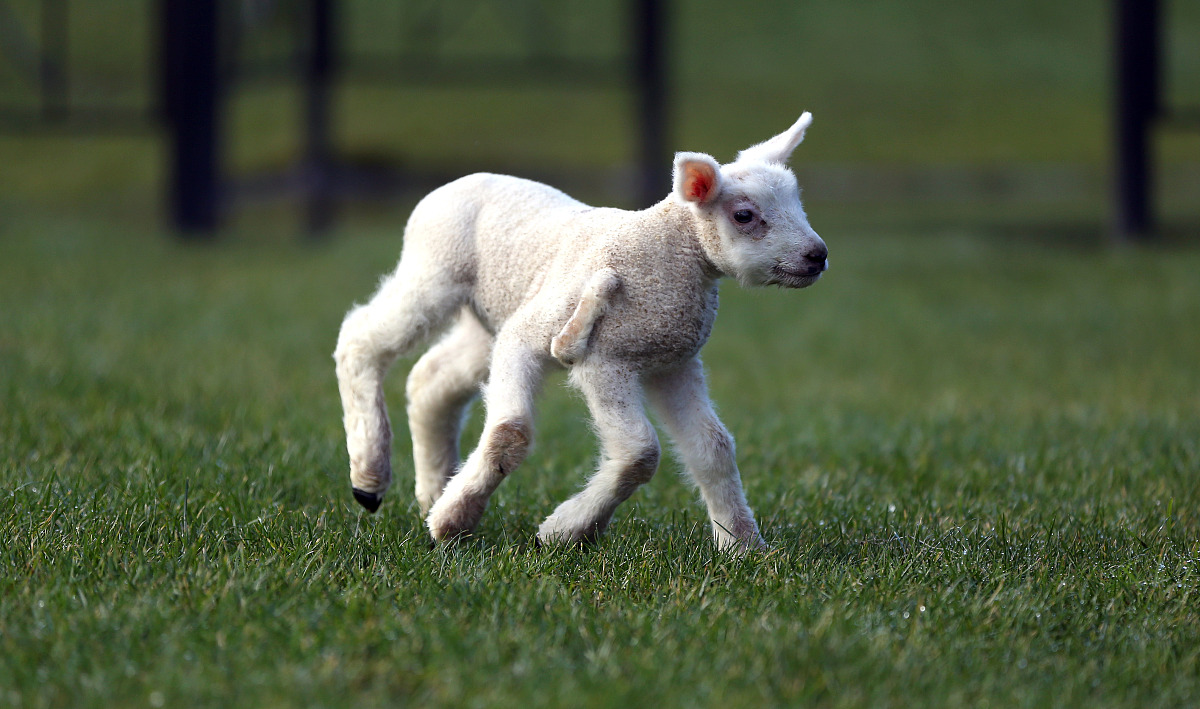 抽取稀有物品的概率是多少？