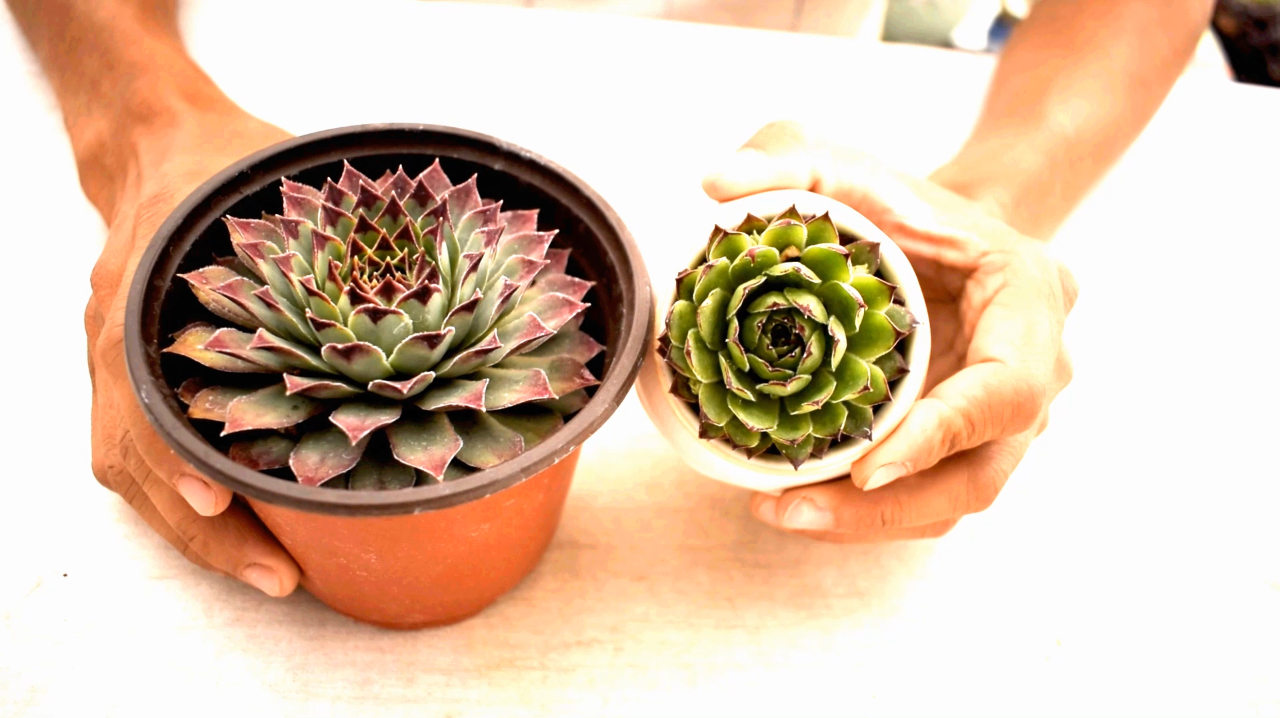 多肉长生草属“铁观音”难度夏,你知道怎么让它顺利度夏吗