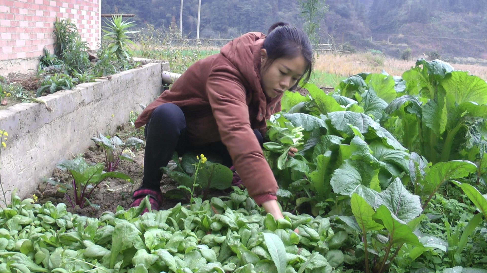 满园绿色看着好舒服,燕子摘一把茼蒿菜回家炒一大盘,家人都爱吃