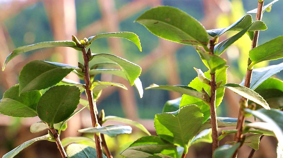 茶花从花芽分化到开花过程 这样养护 年年开花爆盆 爱言情 爱生活爱言情