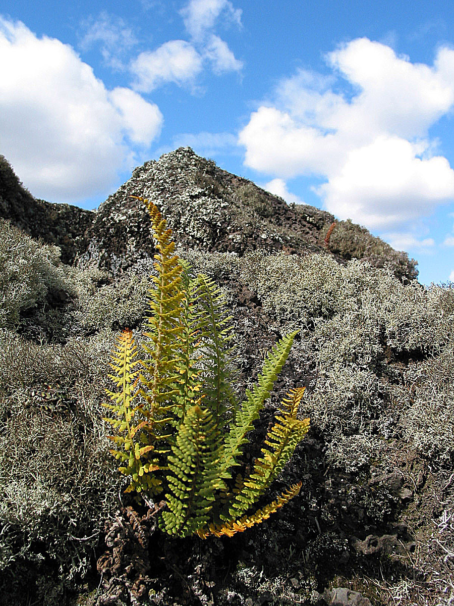 中医水病详解：病因、症状、治疗及养生建议