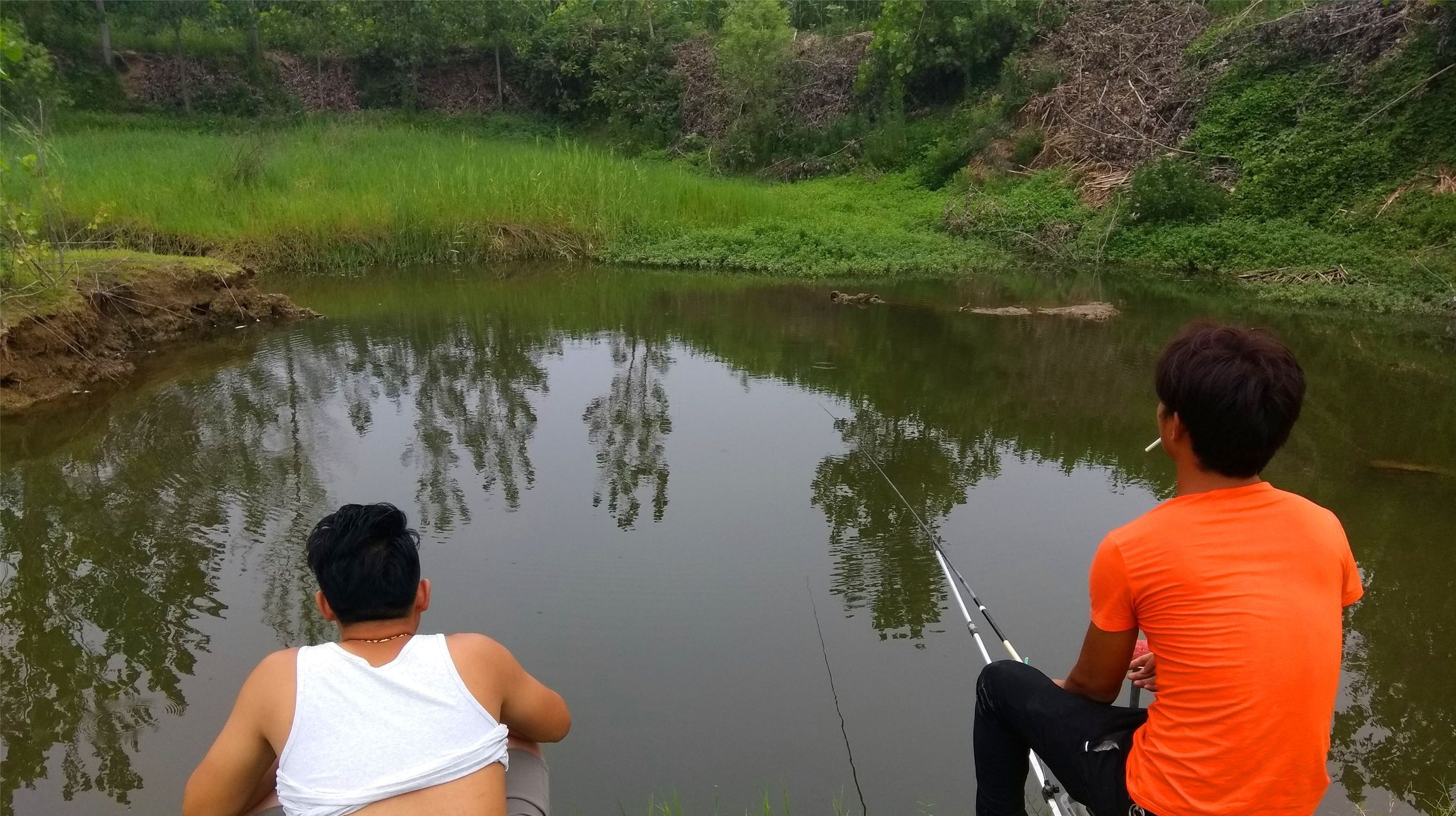 鲤鱼不满斤,好像白菜根,为啥这样说?鲤鱼真的不如白菜根吗?