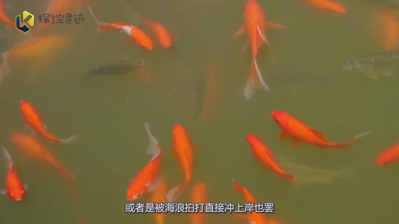 农村俗语:水过百天自生鱼,什么意思?鱼又是从哪里来的