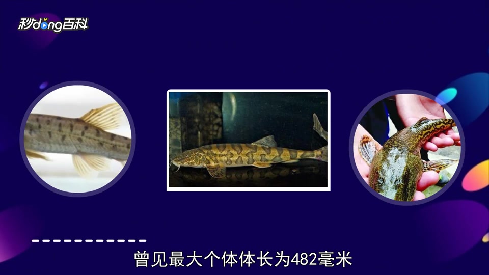 原来似鲶高原鳅长这样