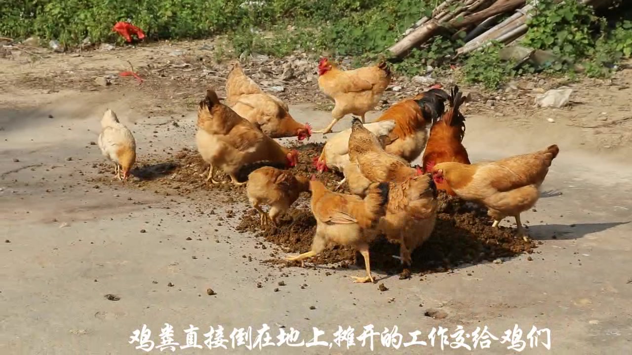 鸡粪晒干后经过高温发酵变成肥沃的有机肥,减少开支又环保!