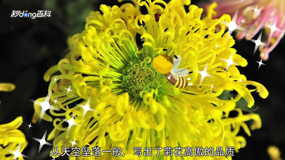 [图]一分钟读懂菊花