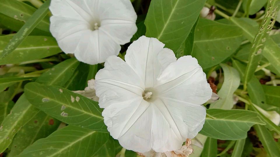 空心菜的花,好看