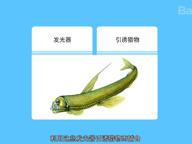 毒蛇鱼:分布在全球的热带至温带海域的代表性深海鱼