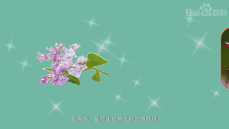 [图]五瓣丁香花