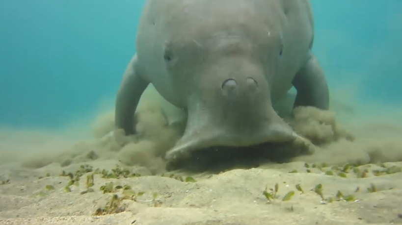 捕捉现实生活“美人鱼”,研究表明都是误会,这种解释你认可吗?