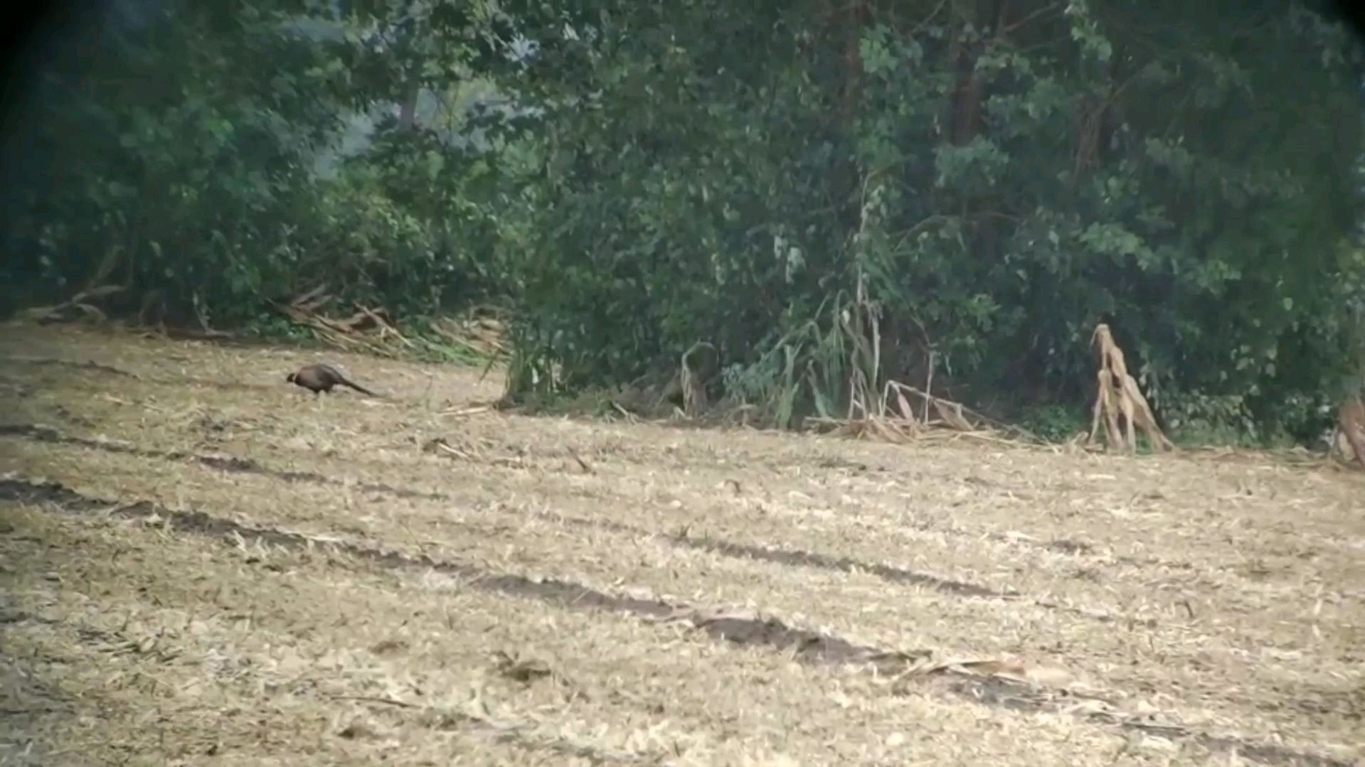 农村地里发现两只野鸡!大家看看怎样区分公母?