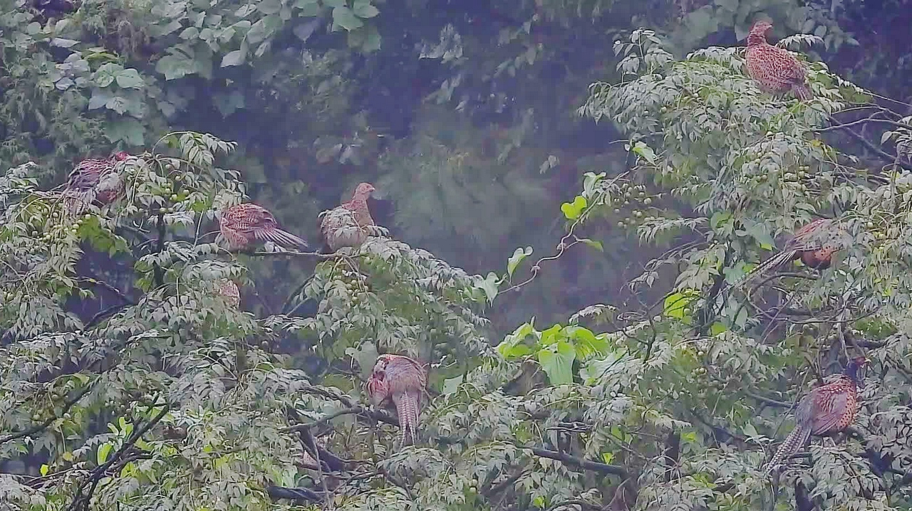 难得一见好多野鸡在树上?最少有十只以上,最后被一种鸟叫声吓跑