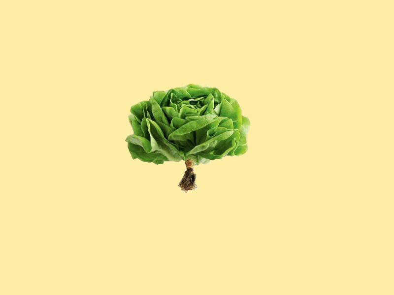 奶油生菜:莴苣的一个变种