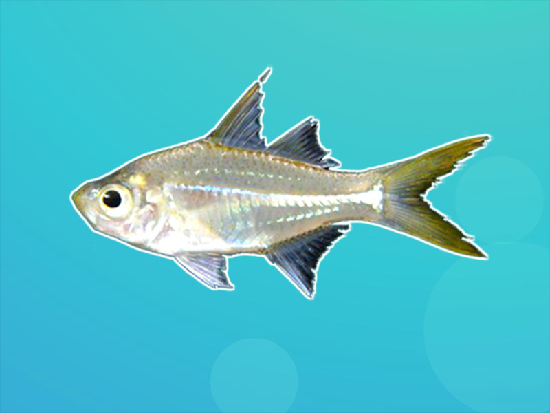 原来维氏双边鱼长这样