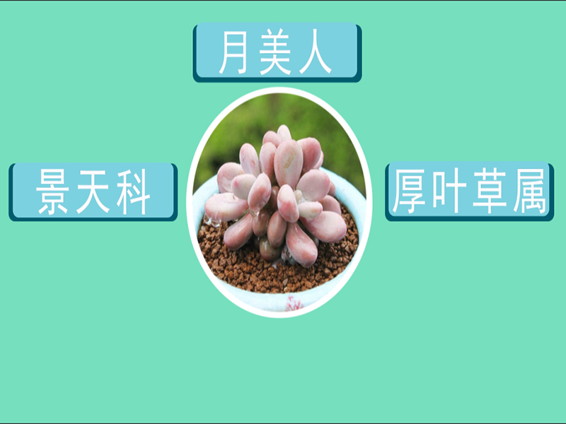 月美人:天科厚叶草属的多肉植物