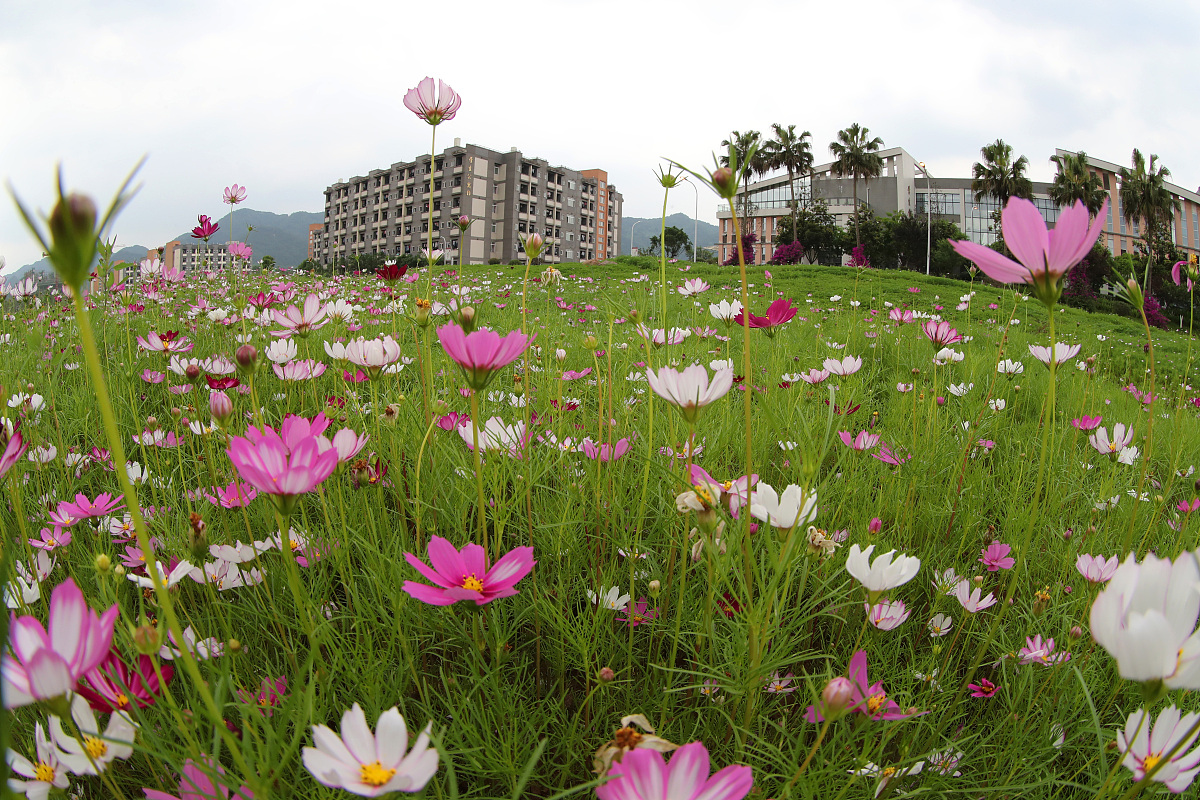 重庆正大软件学院怎么样 就业率高吗