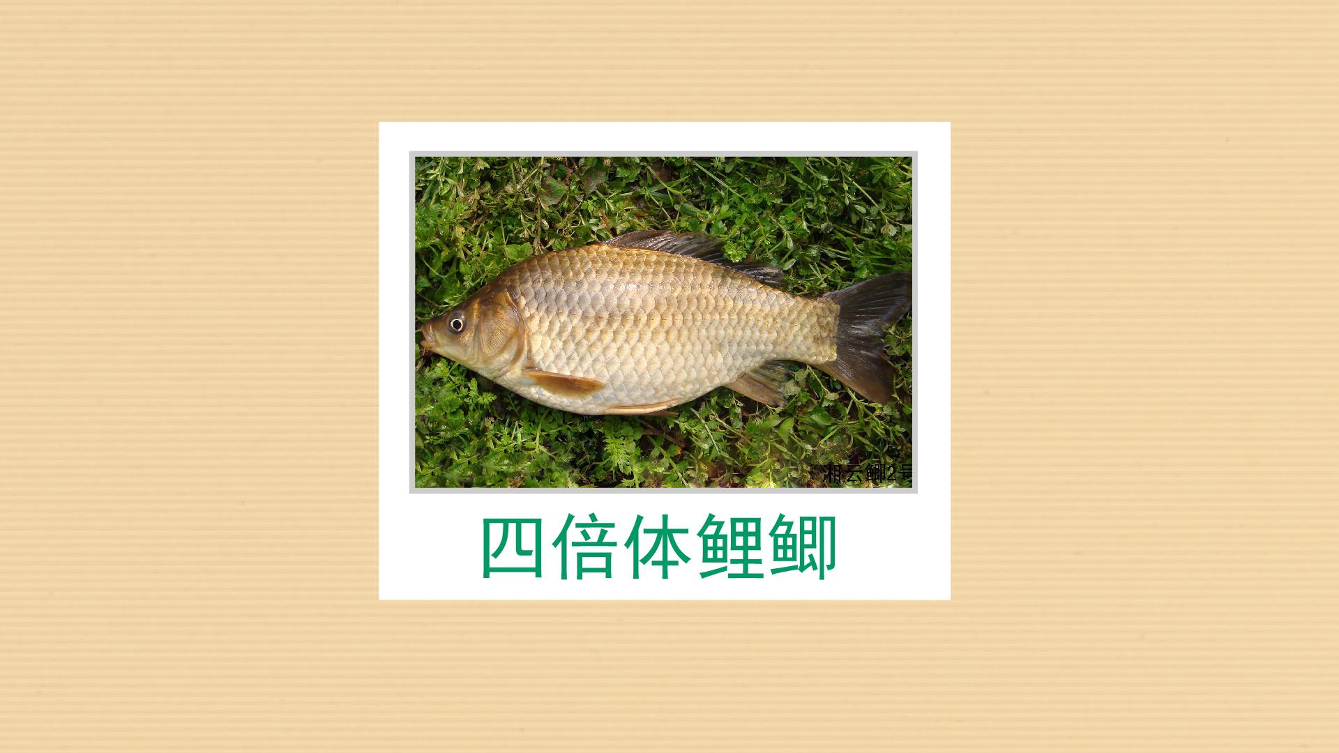 一分钟了解四倍体鲤鲫