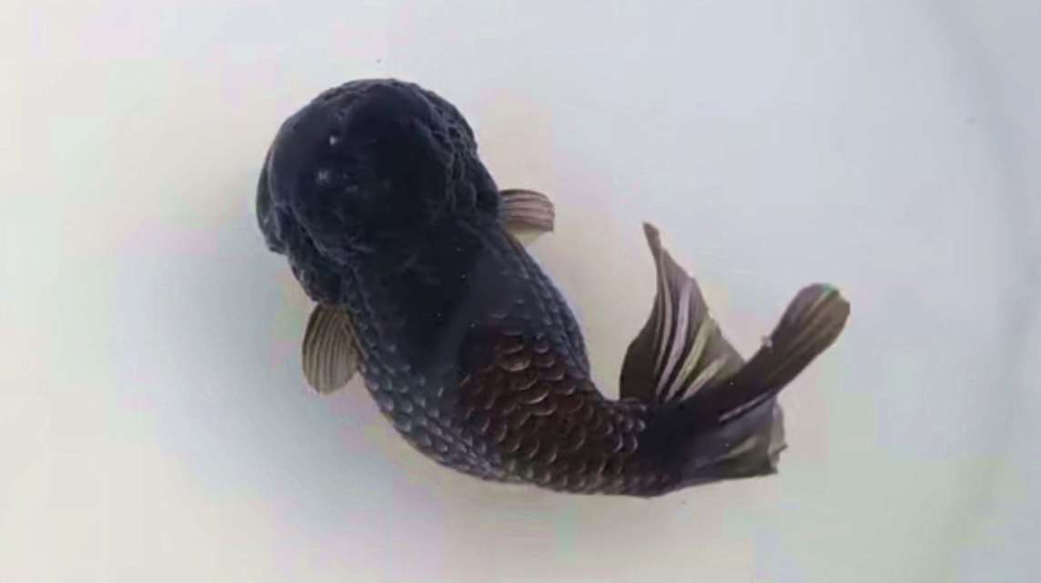 中国金鱼,就是如此霸气,墨兰虎头金鱼,让兰寿甘拜下风
